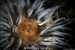 Sea Anemone/ Netherlands. by Philippe Velghe 